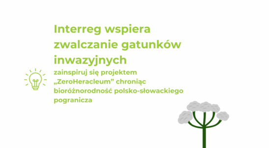 Interreg wspiera zwalczanie gatunków inwazyjnych – zainspiruj się projektem „ZeroHeracleum” chroniąc bioróżnorodność polsko-słowackiego pogranicza
