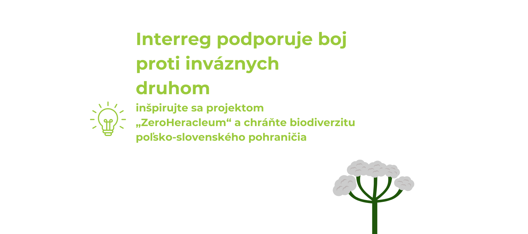 Interreg podporuje boj proti inváznych druhom – inšpirujte sa projektom „ZeroHeracleum“ a chráňte biodiverzitu poľsko-slovenského pohraničia