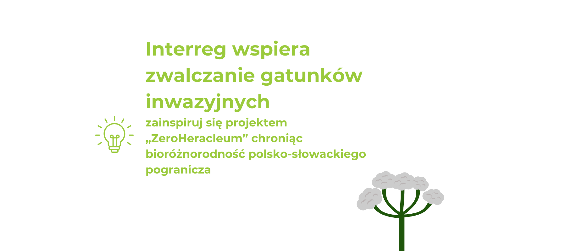 Interreg wspiera zwalczanie gatunków inwazyjnych – zainspiruj się projektem „ZeroHeracleum” chroniąc bioróżnorodność polsko-słowackiego pogranicza