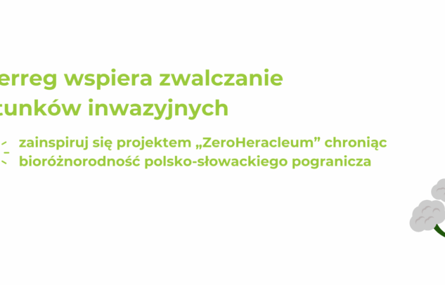  Interreg wspiera zwalczanie gatunków inwazyjnych – zainspiruj się projektem „ZeroHeracleum” chroniąc bioróżnorodność polsko-słowackiego pogranicza