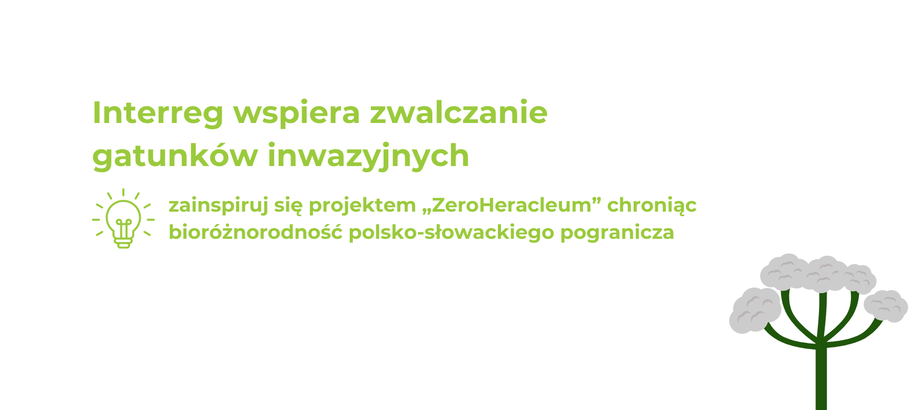 Interreg wspiera zwalczanie gatunków inwazyjnych – zainspiruj się projektem „ZeroHeracleum” chroniąc bioróżnorodność polsko-słowackiego pogranicza